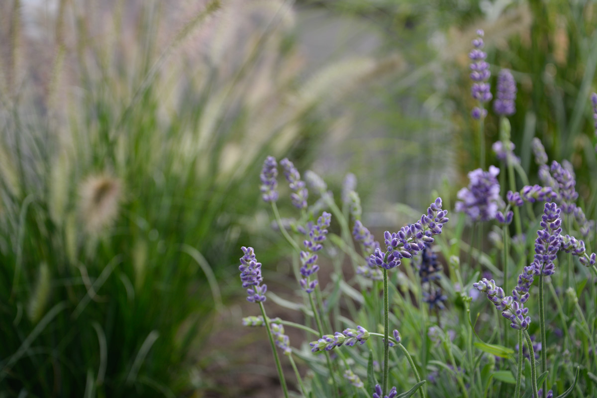 lavendel1